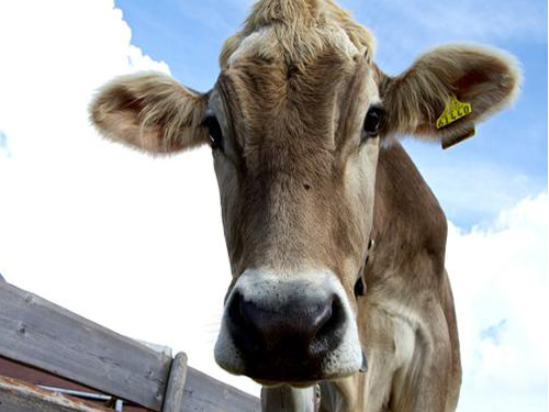 RFID标签在畜牧养殖业的应用